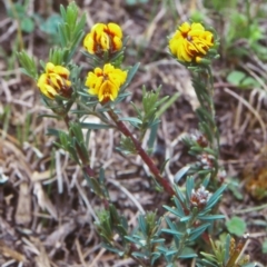 Pultenaea dentata (Button Pea) at Coolumbooka Nature Reserve - 22 Oct 1998 by BettyDonWood