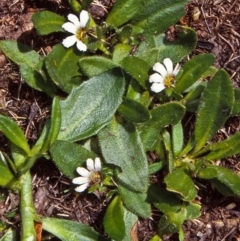 Scaevola hookeri (Creeping Fanflower) at Coolumbooka Nature Reserve - 5 Feb 1998 by BettyDonWood
