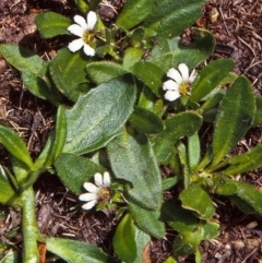 Scaevola hookeri (Creeping Fanflower) at Coolumbooka Nature Reserve - 4 Feb 1998 by BettyDonWood