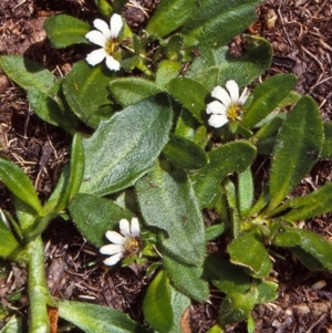 Scaevola hookeri at Coolumbooka Nature Reserve - 5 Feb 1998