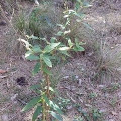 Solanum stelligerum (Devil's Needles) at Meroo National Park - 23 Dec 2018 by GLemann