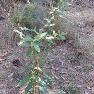 Solanum stelligerum at Bawley Point, NSW - 23 Dec 2018 03:48 PM