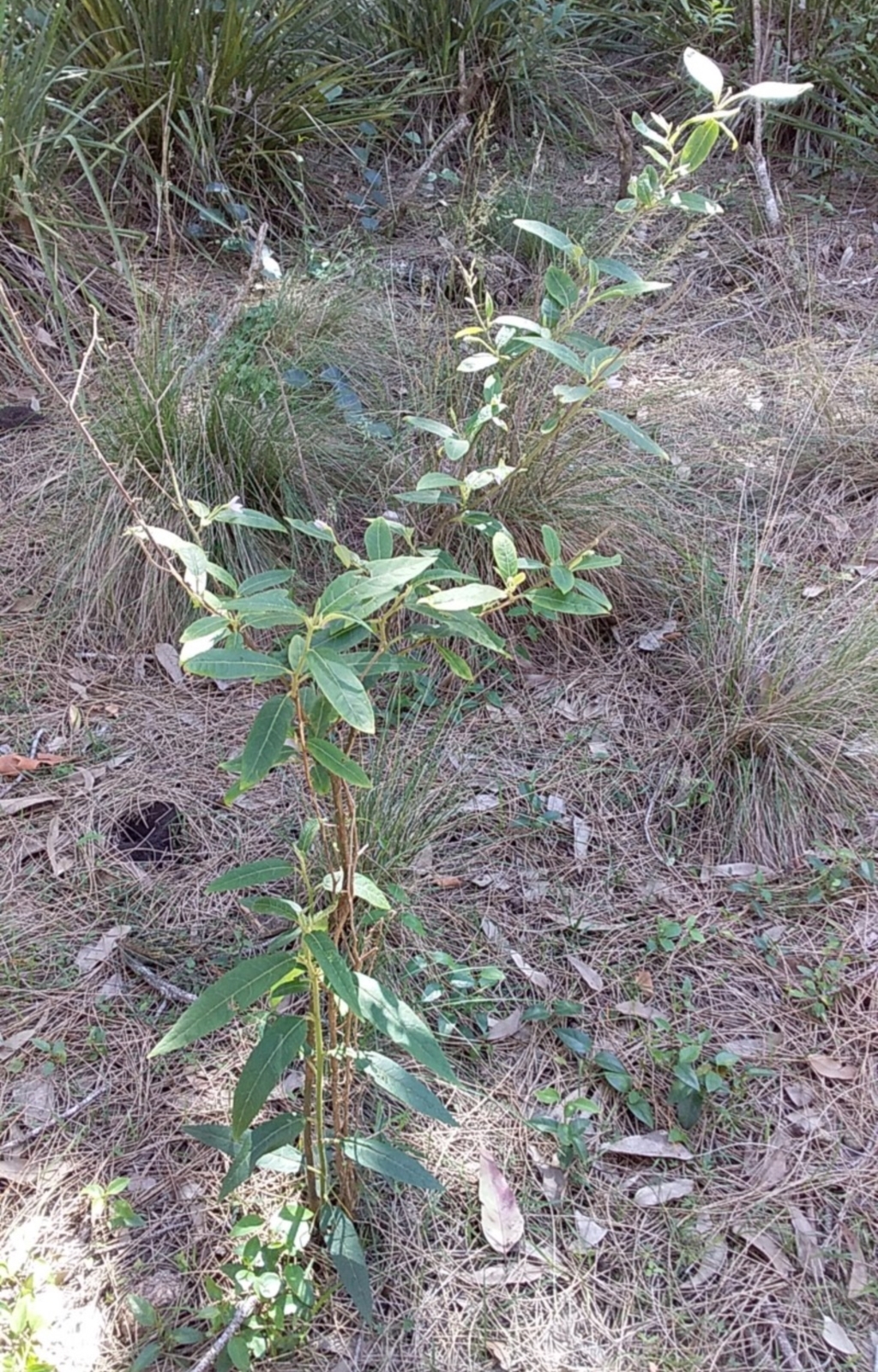 Solanum stelligerum at Bawley Point, NSW - 23 Dec 2018