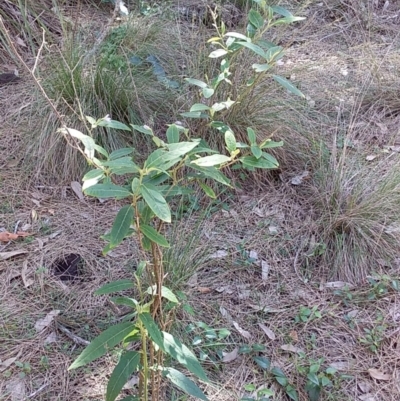 Solanum stelligerum (Devil's Needles) at Meroo National Park - 23 Dec 2018 by GLemann