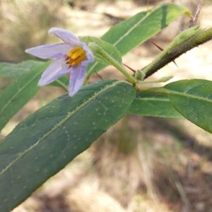 Solanum stelligerum at Bawley Point, NSW - 23 Dec 2018 03:48 PM