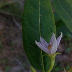 Solanum stelligerum at Bawley Point, NSW - 23 Dec 2018 03:48 PM