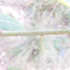 Solanum stelligerum at Bawley Point, NSW - 23 Dec 2018 03:48 PM