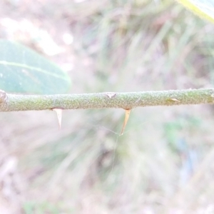 Solanum stelligerum at Bawley Point, NSW - 23 Dec 2018 03:48 PM