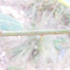 Solanum stelligerum at Bawley Point, NSW - 23 Dec 2018