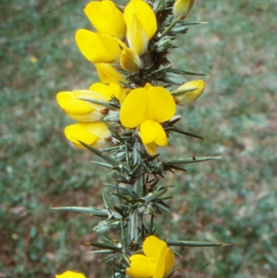 Ulex europaeus (Gorse) at Coolangubra State Forest - 21 Oct 1998 by BettyDonWood