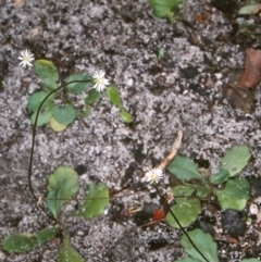 Lagenophora gracilis (Slender Lagenophora) at Ben Boyd National Park - 6 Jan 1998 by BettyDonWood