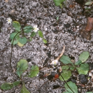 Lagenophora gracilis at Pambula Beach, NSW - 7 Jan 1998 12:00 AM