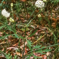 Trachymene composita var. composita at Pambula Beach, NSW - 7 Jan 1998 by BettyDonWood