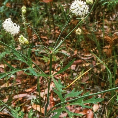 Trachymene composita var. composita at Pambula Beach, NSW - 7 Jan 1998 by BettyDonWood