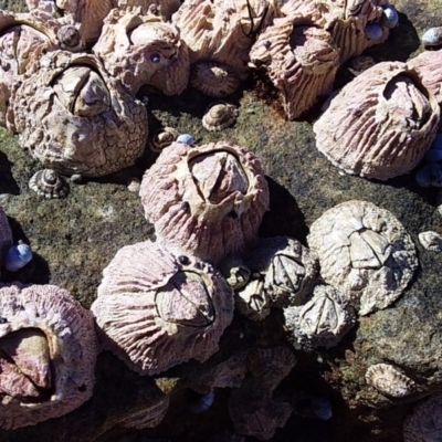 Tesseropora rosea (Rose-coloured Barnacle) at Bawley Point, NSW - 23 Dec 2018 by GLemann