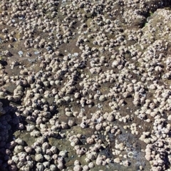 Tesseropora rosea at Bawley Point, NSW - 23 Dec 2018