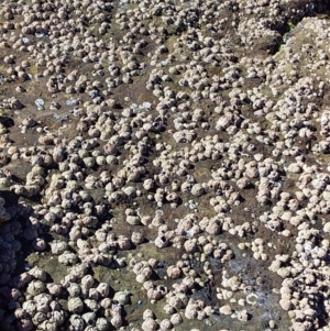 Tesseropora rosea at Bawley Point, NSW - 23 Dec 2018