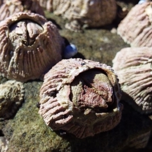 Tesseropora rosea at Bawley Point, NSW - 23 Dec 2018