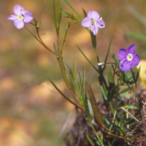 Veronica subtilis at Coolangubra State Forest - 5 Feb 1999