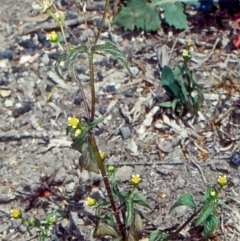 Galinsoga parviflora (Potato Weed) at Lochiel, NSW - 24 Oct 1998 by BettyDonWood