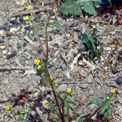 Galinsoga parviflora (Potato Weed) at Lochiel, NSW - 24 Oct 1998 by BettyDonWood