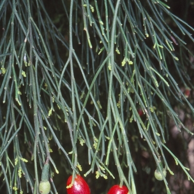 Exocarpos cupressiformis (Cherry Ballart) at Lochiel, NSW - 24 Nov 1997 by BettyDonWood
