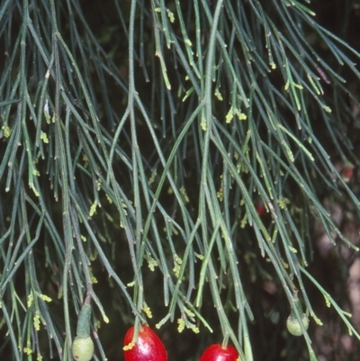 Exocarpos cupressiformis (Cherry Ballart) at Lochiel, NSW - 23 Nov 1997 by BettyDonWood