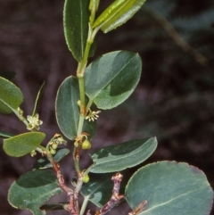 Muehlenbeckia adpressa (Climbing Lignum) at Eden, NSW - 4 Feb 1998 by BettyDonWood