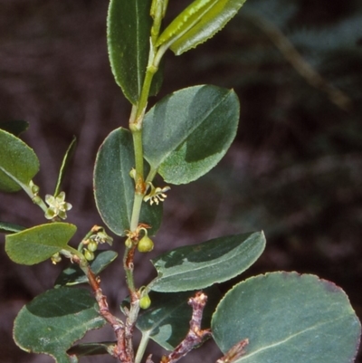Muehlenbeckia adpressa (Climbing Lignum) at Eden, NSW - 4 Feb 1998 by BettyDonWood