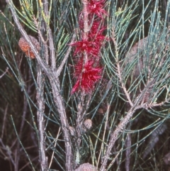 Allocasuarina nana (Dwarf She-oak) at Coolumbooka Nature Reserve - 21 Oct 1998 by BettyDonWood