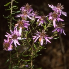 Olearia iodochroa (Violet Daisy-bush) at Coolangubra State Forest - 23 Oct 1997 by BettyDonWood
