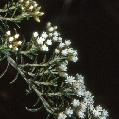 Ozothamnus thyrsoideus (Sticky Everlasting) at Coolangubra State Forest - 23 Oct 1997 by BettyDonWood