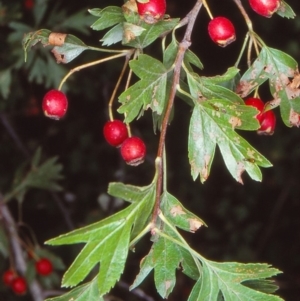 Crataegus monogyna at Rosemeath, NSW - 18 Feb 1998 12:00 AM