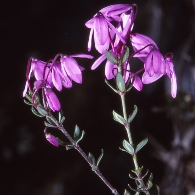 Tetratheca bauerifolia (Heath Pink-bells) at Coolangubra State Forest - 23 Oct 1997 by BettyDonWood