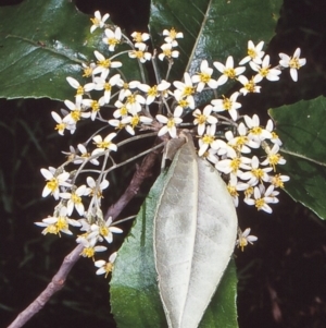Olearia argophylla at Coolangubra State Forest - 26 Nov 1997