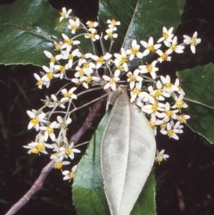 Olearia argophylla (Native Musk) at Coolangubra State Forest - 25 Nov 1997 by BettyDonWood
