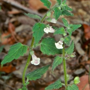 Scutellaria mollis at Burragate, NSW - 24 Nov 1997