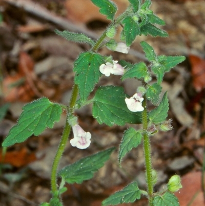 Scutellaria mollis (Soft Skullcap) at Burragate, NSW - 24 Nov 1997 by BettyDonWood