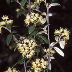 Pomaderris andromedifolia subsp. andromedifolia (Andromeda Pomaderris) at Nullica State Forest - 16 Oct 1997 by BettyDonWood