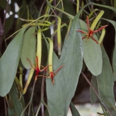 Muellerina eucalyptoides (Creeping Mistletoe) at Lochiel, NSW - 7 Jan 1997 by BettyDonWood