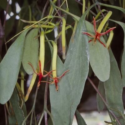 Muellerina eucalyptoides (Creeping Mistletoe) at Lochiel, NSW - 6 Jan 1997 by BettyDonWood