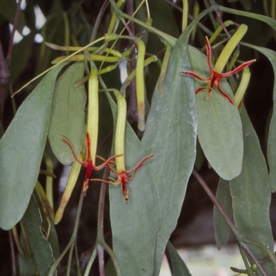 Muellerina eucalyptoides (Creeping Mistletoe) at Lochiel, NSW - 7 Jan 1997 by BettyDonWood