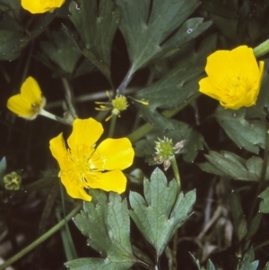 Ranunculus repens at undefined - 22 Oct 1997