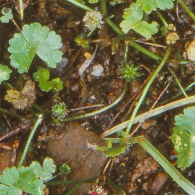 Hydrocotyle sibthorpioides (A Pennywort) at Nullica State Forest - 7 Jan 1997 by BettyDonWood