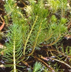 Myriophyllum variifolium (Varied Water-milfoil) at Nullica State Forest - 27 Nov 1997 by BettyDonWood