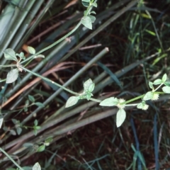 Opercularia hispida (Hairy Stinkweed) at Nullica State Forest - 14 Feb 1998 by BettyDonWood