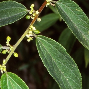 Trema tomentosa var. aspera at Nullica State Forest - 7 Jan 1997