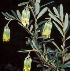 Leionema ralstonii (Ralston's Leionema) at Nullica State Forest - 6 Jul 1998 by BettyDonWood