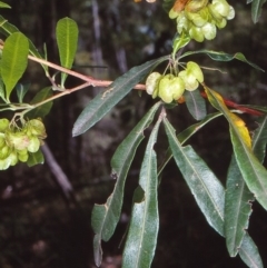 Dodonaea viscosa subsp. spatulata (Broad-leaved Hop Bush) at Burragate, NSW - 23 Nov 1997 by BettyDonWood