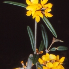 Oxylobium arborescens (Golden Shaggy Pea) at Coolangubra State Forest - 7 Nov 1997 by BettyDonWood